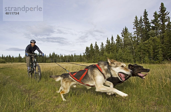 Alaskan Huskies ziehen ein Mountainbike mit einer Frau beim Bikejöring  Hundesport  Mushing  Schlittenhunde-Rennen auf dem Trockenen  Yukon Territory  Kanada