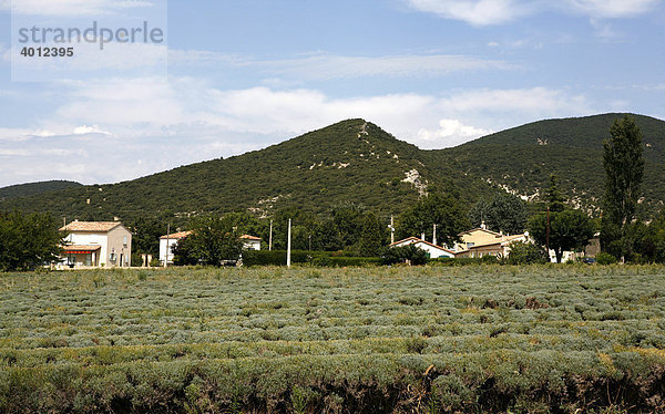 Lavendelanbau  Lavendelfeld bei Le Pegue  Provence  Frankreich  Europa