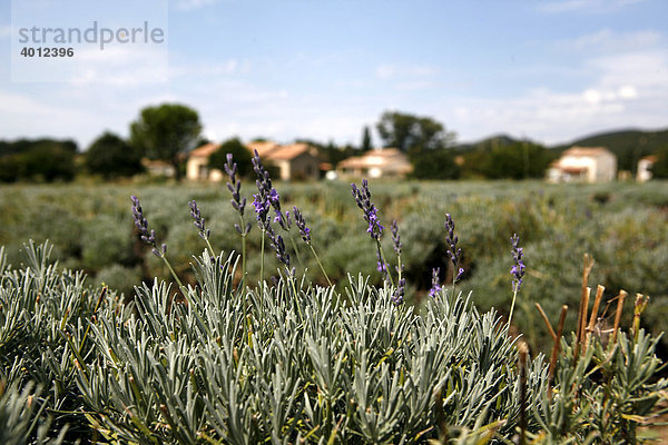 Lavendelanbau  Lavendelfeld bei Le Pegue  Provence  Frankreich  Europa