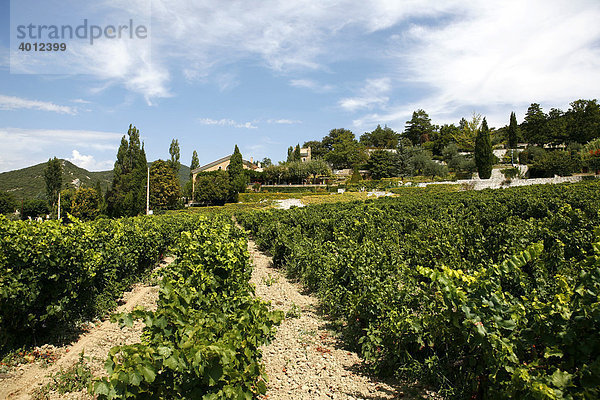 Weinreben  Weinanbau in Le Pegue  Provence  Frankreich  Europa