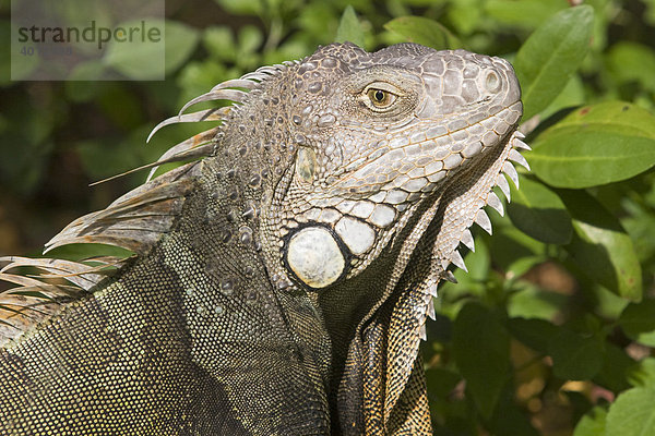 Leguan (Iguanidae)  freilebend  John Pennekamp State Park  Key Largo  Florida  USA