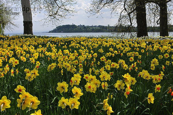 Blühende Narzissen am Bodensee  Insel Mainau  Baden-Württemberg  Deutschland  Europa