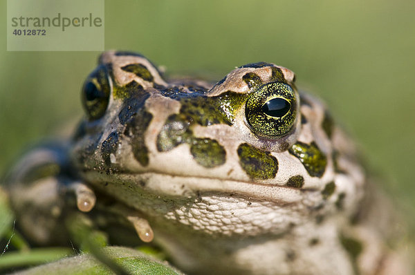 Wechselkröte (Bufo viridis)