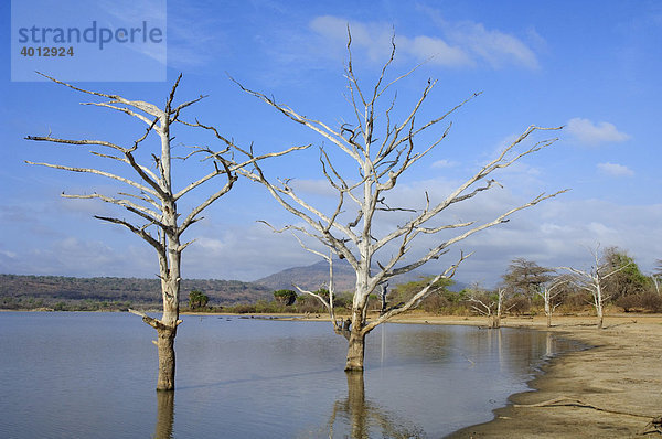 Abgestorbene Bäume im Tagalala-See  Selous Game Reserve  Tansania  Afrika