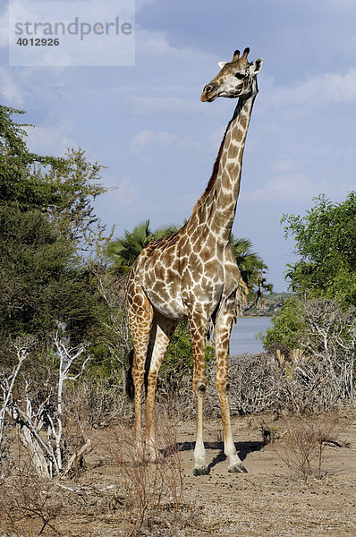 Masai Giraffe (Giraffa camelopardalis tippelskirchi)  Habitat um den Mizizimia See  Selous Game Reserve  Tansania  Afrika