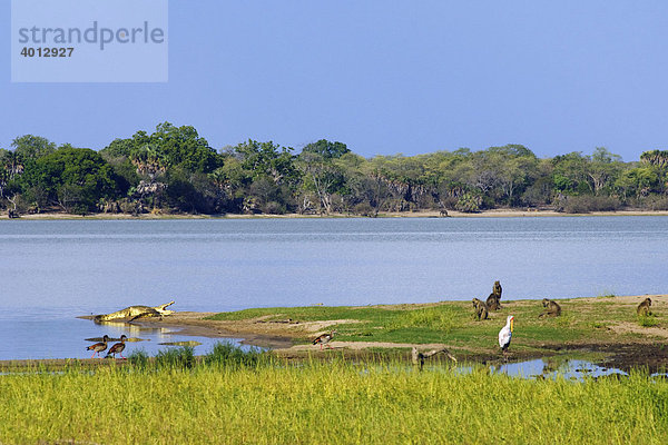 Habitat und Tiere entlang der Rufiji Flusses  Selous Game Reserve  Tansania  Afrika