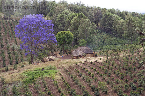 Blühender Jacaranda-Baum (Jacaranda mimosifolia) in einer Kaffeeplantage  Karatu  Tansania  Afrika