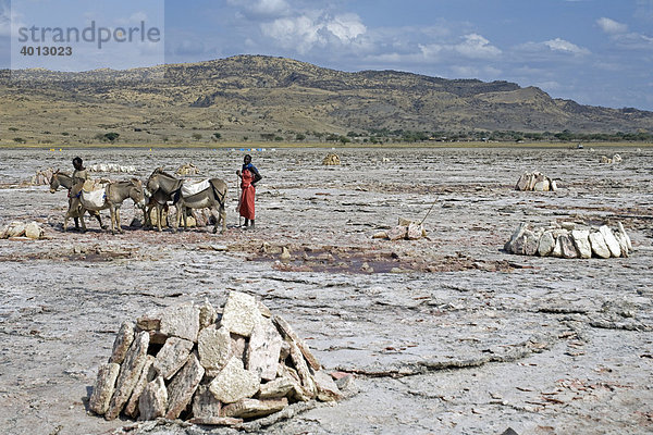 Sodaabbau am Lake Natron  Esel der Maasai tragen die Sodaplatten aus dem See ans feste Ufer  Tansania  Afrika