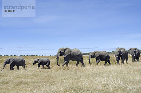 Elephanten (Loxodonta africana) wandern über die Steppe um Ndutu in Ngorongoro  Tansania  Afrika