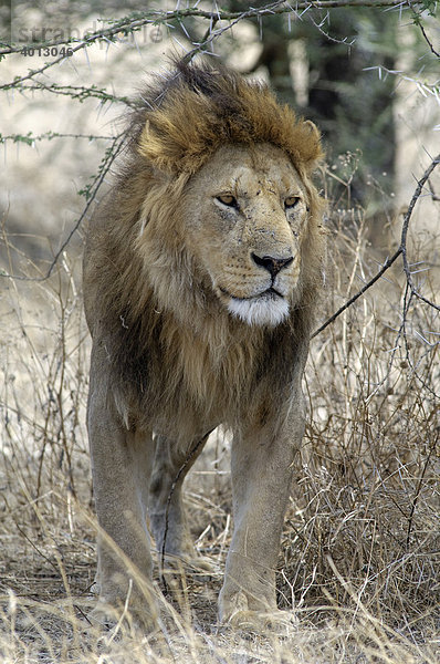 Männlicher Löwe (Panthera leo) streift durch das Unterholz  Ndutu  Ngorongoro  Tansania  Afrika