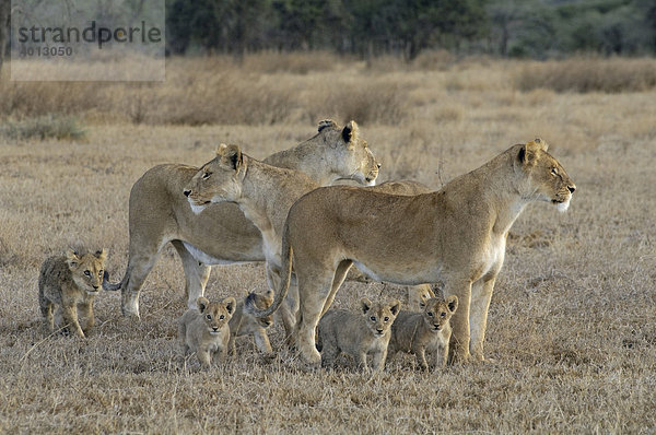 Löwinnen (Panthera leo) mit Jungen spähen nach Beutetieren  Ndutu  Ngorongoro  Tansania  Afrika