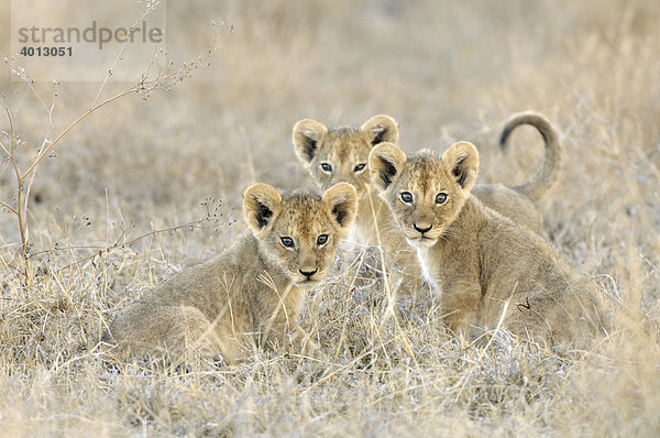 Drei Löwenjunge (Panthera leo) sitzen im trockenen Steppengras um Ndutu  Ngorongoro  Tansania  Afrika