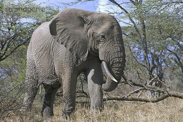 Afrikanischer Elefantenbulle (Loxodonta africana) frisst an einer Akazie  Ndutu  Ngorongoro  Tansania  Afrika