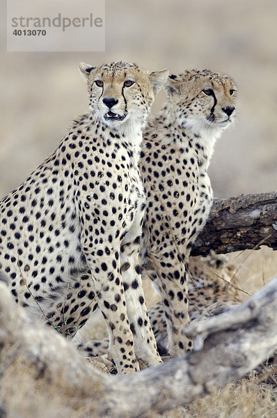 Zwei junge Geparde (Acinonyx jubatus) halten Ausschau nach Beutetieren  Ndutu  Ngorongoro  Tansania  Afrika