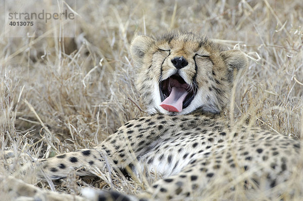 Junger Gepard (Acinonyx jubatus) gähnt  Ndutu  Ngorongoro  Tansania  Afrika