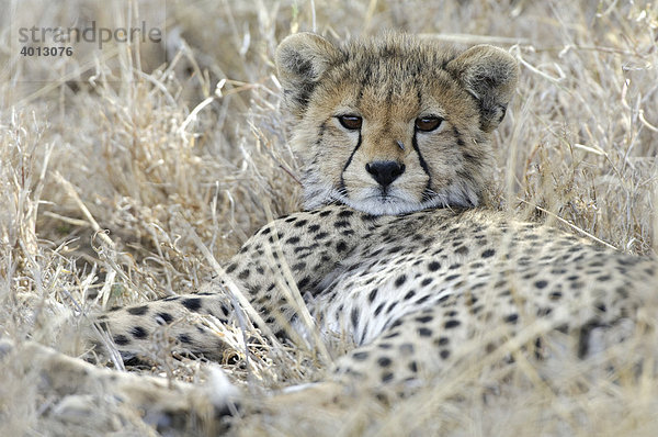 Junger Gepard (Acinonyx jubatus) ruht sich aus  Ndutu  Ngorongoro  Tansania  Afrika