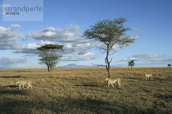 Eine Gepardin (Acinonyx jubatus) führt ihre Jungen auf die Jagd  Ndutu  Ngorongoro  Tansania  Afrika