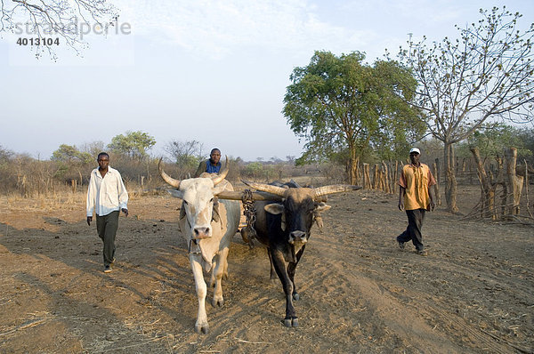 Kleinbauern mit Zugochsen auf dem Weg zur Feldarbeit in Magoye  Mazabuka  Sambia  Afrika