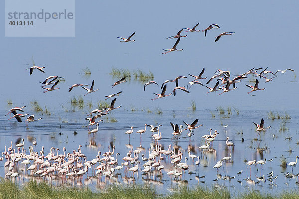 Zwergflamingos (Flamingo phoenicopterus) am Lake Manyara Nationalpark  Tansania  Afrika