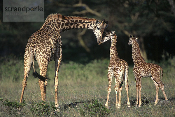 Uganda Giraffe (Giraffa camelopardalis) beschnuppert Kälber  Arusha Nationalpark  Tansania  Afrika