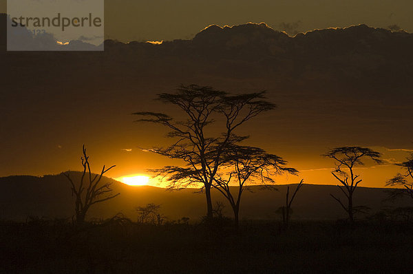 Akazien bei Sonnenuntergang  Seronera  Serengeti  Tansania  Afrika
