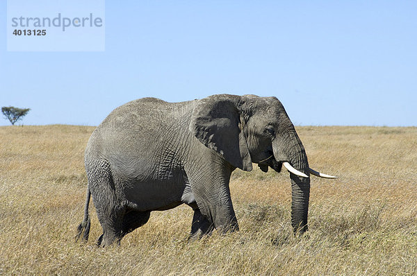 Afrikanischer Elefant (Loxodonta africana) frisst auf der Grassteppe  Seronera  Serengeti  Tansania  Afrika