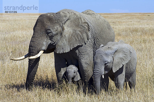 Afrikanische Elefantenkuh (Loxodonta africana) mit Kälbern auf der Grassteppe  Seronera  Serengeti  Tansania  Afrika