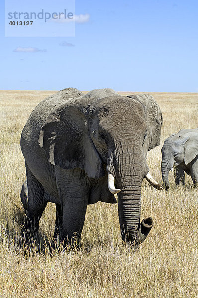 Afrikanischer Elefant (Loxodonta africana) auf der Grassteppe  Seronera  Serengeti  Tansania  Afrika