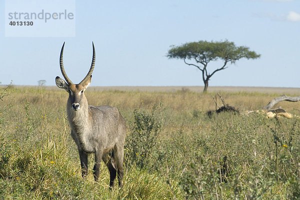 Männlicher Wasserbock (Kobus ellipsiprymnus)  Seronera  Serengeti  Tansania  Afrika