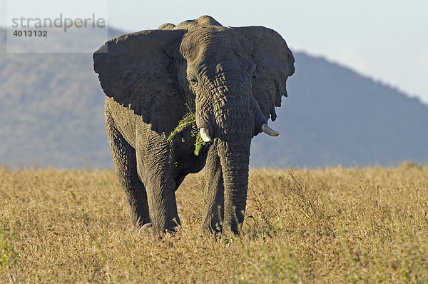 Afrikanischer Elefant (Loxodonta africana) in Drohhaltung  Seronera  Serengeti  Tansania  Afrika
