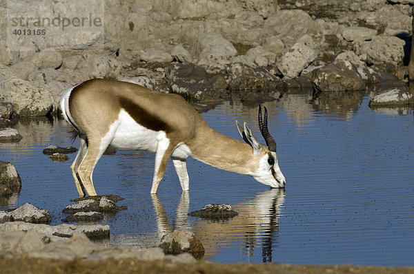 Springbock (Antidorcas marsupialis) am Okaukuejo Wasserloch  Etosha Nationalpark  Namibia  Afrika