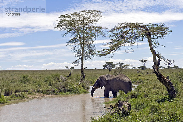 Elephant (Loxodonta africana) trinkt aus einem Fluss nahe Seronera  Serengeti  Tansania  Afrika