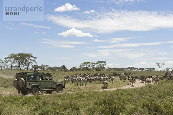 Auf Zebra-Safari mit einem Geländewagen  Seronera  Serengeti  Tansania  Afrika