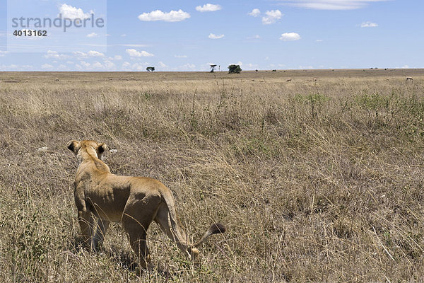Löwin (Panthera leo) auf der Jagd hält Ausschau nach Beutetieren  Seronera  Serengeti  Tansania  Afrika