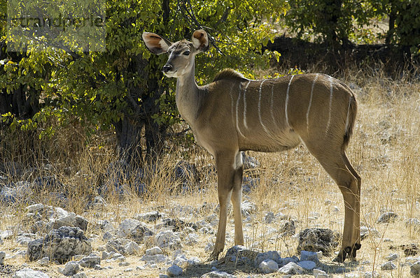 Großer Kudu (Tragelaphus strepsiceros)  Weibchen  Etosha Nationalpark  Namibia  Afrika