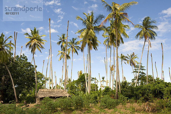 Hütte und Garten eines Arbeiters in einer Kokosnussplantage  die von der Yellowing Disease befallen ist  Quelimane  Mosambik  Afrika