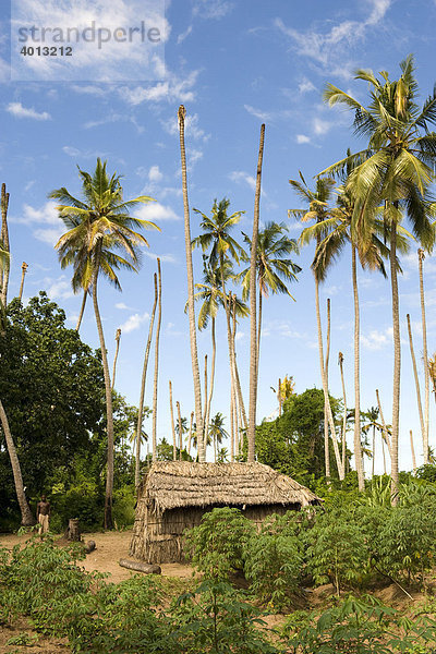 Hütte und Garten eines Arbeiters in einer Kokosnussplantage  die von der Yellowing Disease befallen ist  Quelimane  Mosambik  Afrika
