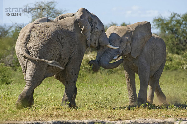 Elephanten (Loxodonta africana) messen ihre Kräfte in Namutoni  Etosha National Park  Namibia  Afrika
