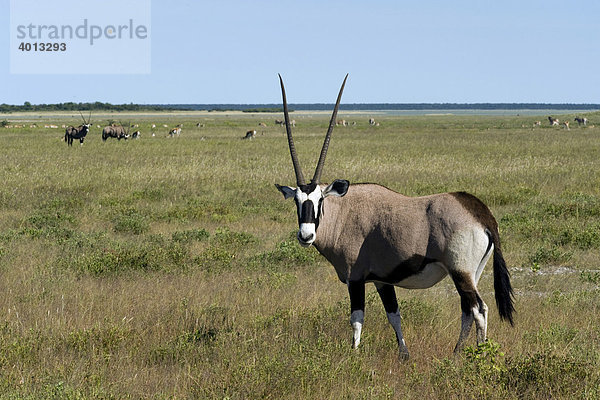 Spießbock (Oryx gazella)  Etosha Nationalpark  Namibia  Afrika