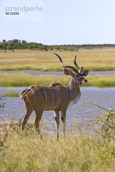 Großer Kudu (Tragelaphus strepsiceros)  an der Fischers Pan in Namutoni  Etosha Nationalpark  Namibia  Afrika