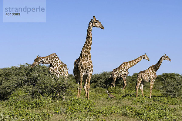 Giraffen (Giraffa camelopardalis)  Etosha Nationalpark  Namibia  Afrika