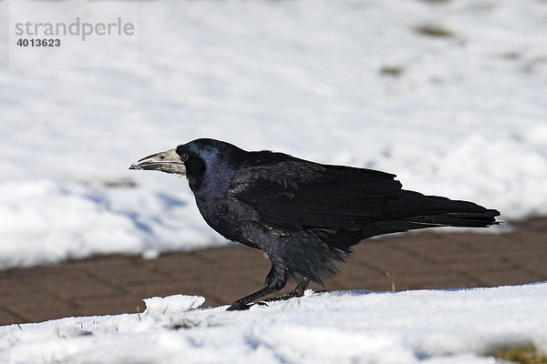 Saatkrähe (Corvus frugilegus) im Winter sucht Nahrung im Schnee