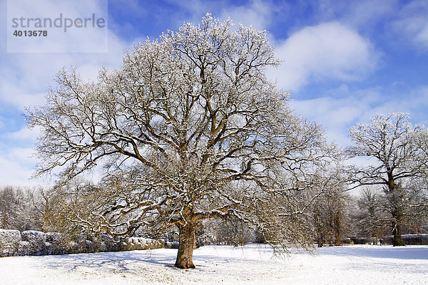 Mit Schnee bedeckte Eiche im Park  Stieleiche (Quercus robur)  im Winter