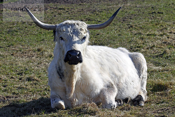 Englisches Parkrind  Kuh  Rind (Bos primigenius f. taurus)  seltene alte Rinderrasse