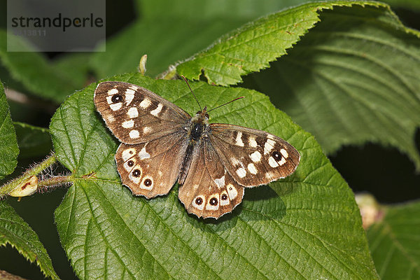 Schmetterling Waldbrettspiel (Pararge aegeria)  Tagfalter  sonnt sich auf einem Blatt