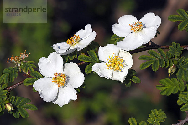 Rose  Blühende Stacheldrahtrose  flügelstachlige Omei-Rose  Wildrose (Rosa omeiensis f. pteracantha)