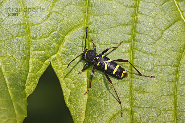 Käfer sonnt sich auf Ahornblatt  Gemeiner Widderbock  Wespenbock  Echter Widderbock (Clytus arietis)
