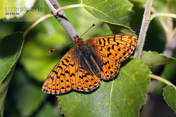 Hochmoor-Perlmutterfalter (Boloria aquilonaris)  Schmetterling  Tagfalter  sonnt sich auf Birkenblatt im Moor
