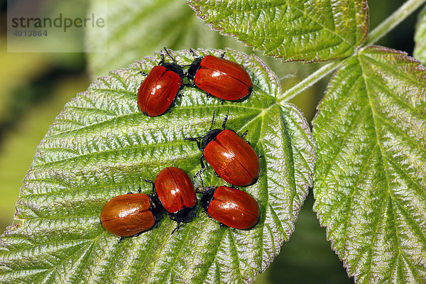 Roter Pappelblattkäfer  Pappelblatt-Käfer (Melasoma populi) (Chrysomela populi)