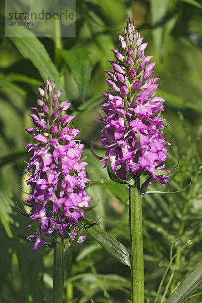 Geflecktes Knabenkraut (Dactylorhiza maculata)  Orchideen in Feuchtwiese  geschützte Pflanze